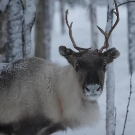 Летний дом Village Lomahuoneisto Kierinki