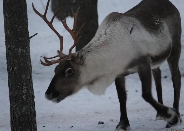 Village Lomahuoneisto *